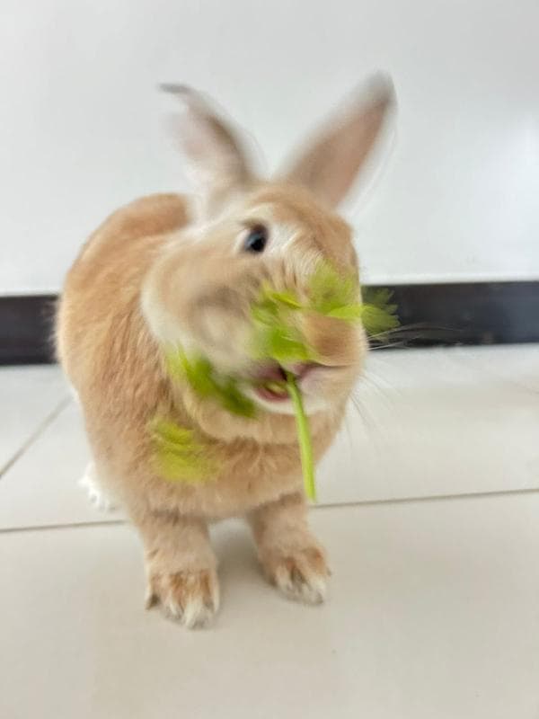 Rafsy with coriander all over his face
