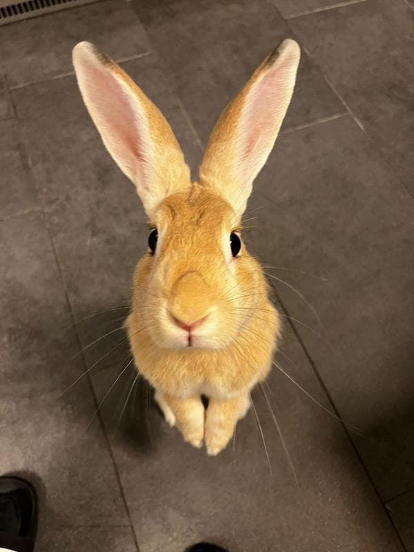 Rafsy looking up expectantly